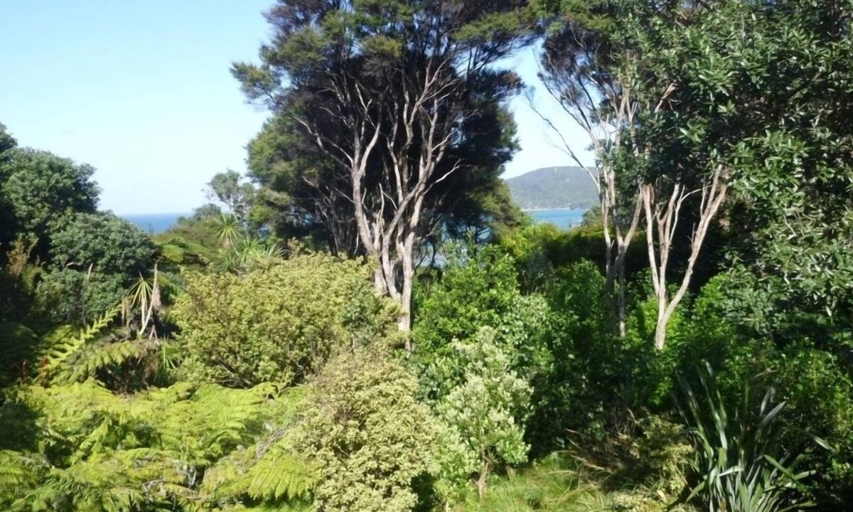 Tryphena House | Cabbage Tree Cottage: Cosy home with bush and beach beyond