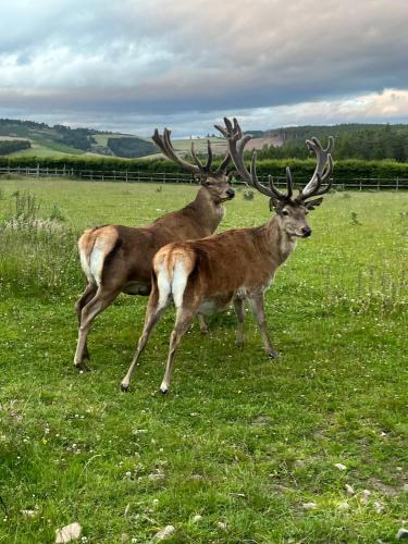Strathdon House | Easter Steading