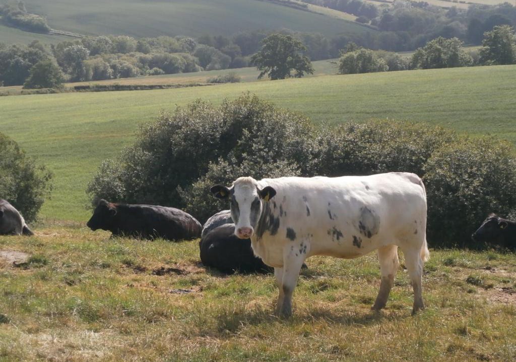 Sticklepath House | Harepath Farm Cottages 1