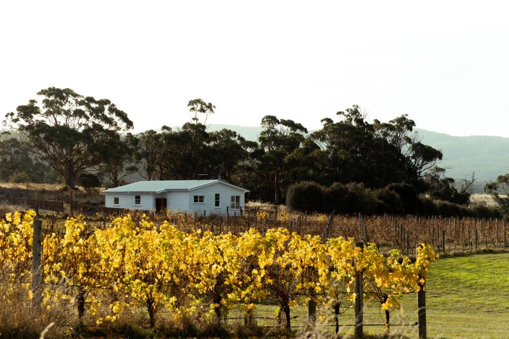 Little Swanport Apartment | *New* Pip's Place at Lisdillon Vineyard