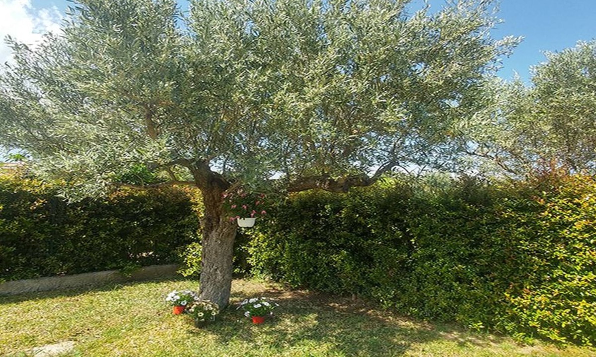 Squillace Bed & Breakfast | Villa Aurelio