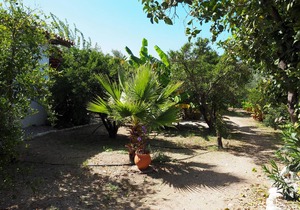 Calm located, amid an olive grove, close to the beach, wifi | holiday house Ilia