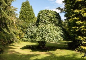 Firlands Lodge