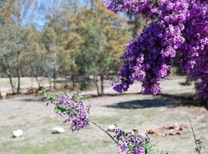 Gumleaves Bush Holidays | Little Swanport