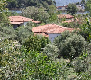 Calm Located Olive Grove The Beach Holiday 