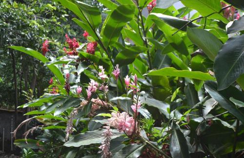 Pacuare Reserve Hostel | Hostel Piramys