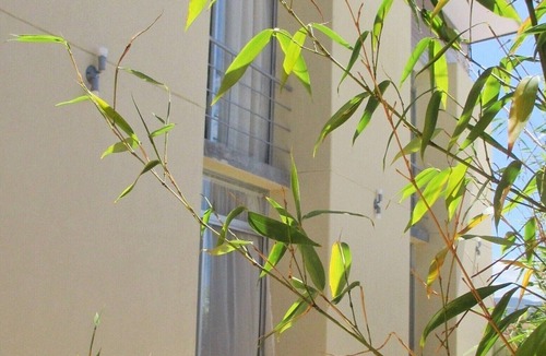 San Jose Apartment | 3 CedarCats Short Stay Apartments