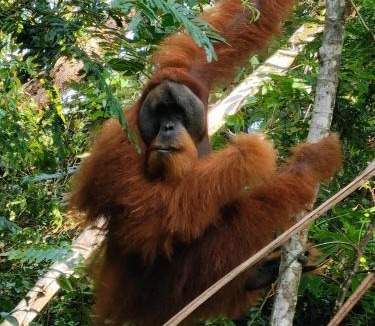 Bohorok Hotel | Asim Paris Guesthouse & jungle trekking