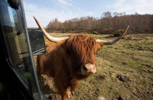 Contin House | Bluebell Lodge - Sleeps 4 Hot Tub Loch & Woodland