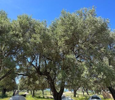Borsh Other | Borsh Olive Camping