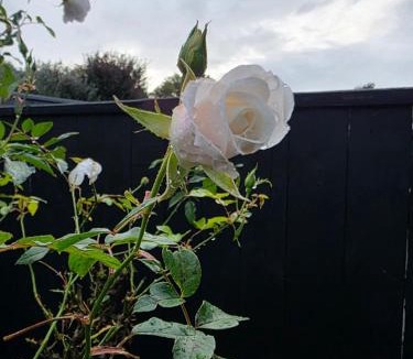 Cambridge House | Changing Seasons