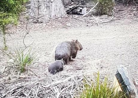 Apslawn House | Cherry Tree Hill - The Gateway to Freycinet Park