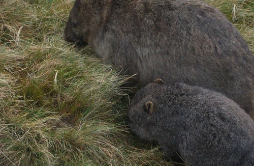 Cradle Mountain House | Cradle Cave Cradle Mountain