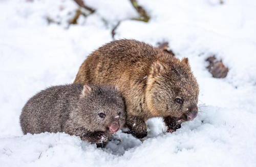 Cradle Mountain Hotel | Cradle Mountain Hotel