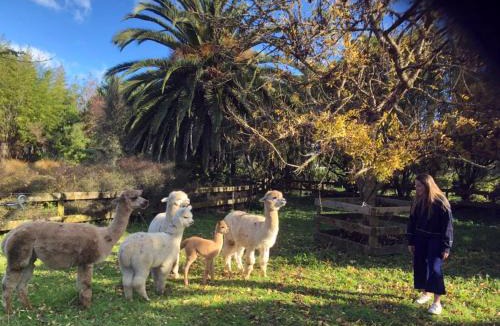 Tamahere Bed & Breakfast | English Cherry Tree Manor