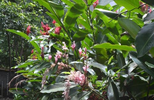 Pacuare Reserve Hostel | Hostel Piramys