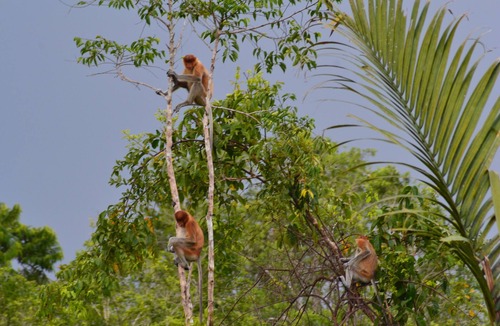 Kumai Boat Rental | Houseboat Kelotok Orangutan River Safari
