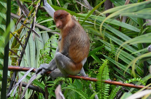 Kumai Boat Rental | Houseboat Kelotok Orangutan River Safari