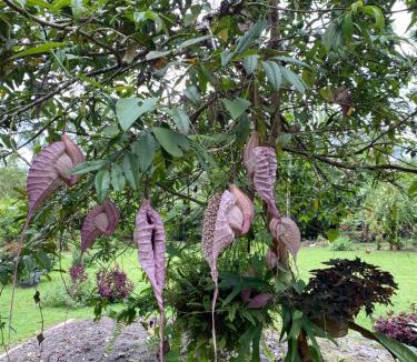 Boca Tapada Bed & Breakfast | Iguanitas Lodge