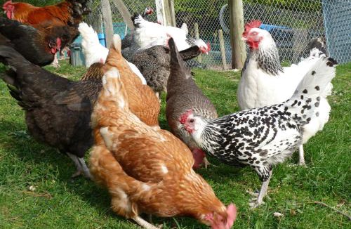 Akaroa Bed & Breakfast | L'abri Bed and Breakfast