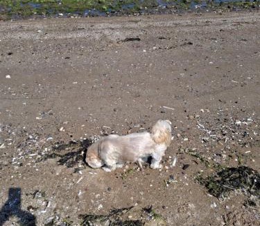 Prestonpans Other | No 1 The Glen