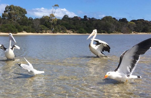 Coles Bay House | Oystercatcher ~ On the banks of the lagoon