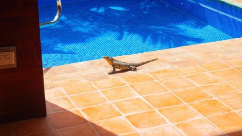 Dominical House | Perfect Location! Beach & Market 100m Away