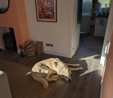 Musselburgh House | Room for Dogs lovers