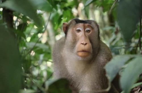 Bukit Lawang Hotel | Sumatra Orangutan Tours-Book your trekking activity with us- the price includes pick-up and drop-off from the airport- meals- and accommodation