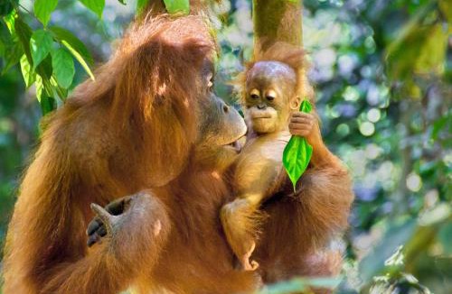 Bohorok Other | Sumatran OrangutanTRAILS