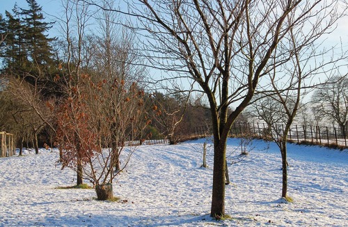 Mouswald Cottage | The Tranquil Orchard - Woodpecker-UK31339