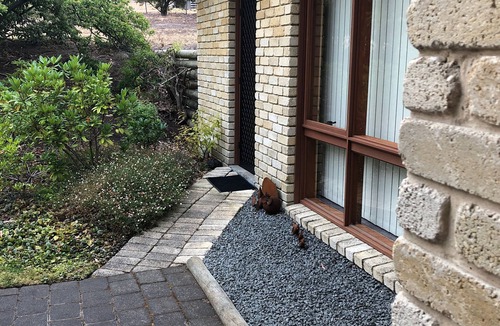Acton Park Apartment | The Wombat Studio on Acton | Close to airport, beaches, tranquil private setting