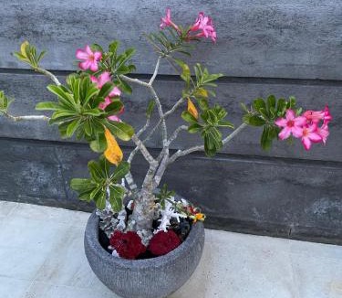 Kubu Bed & Breakfast | Vila Troja Kubu