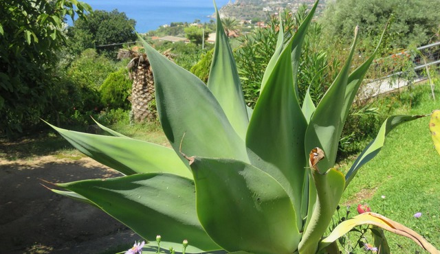 A house in a quiet, secluded location close to the beach with a superb sea view