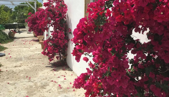Charming white washed southern italian farmhouse. Sleep 8- 4 bathrooms