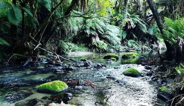 Gorgeous Rotorua Accommodation Perfect for Luxury Glamping, North Island