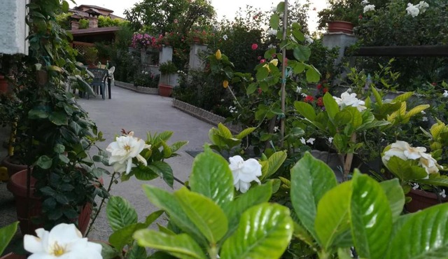 Villa delle rose