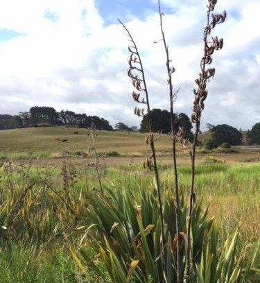 Raglan Bed & Breakfast | 25 m² Bed and breakfast ∙ 2 guests