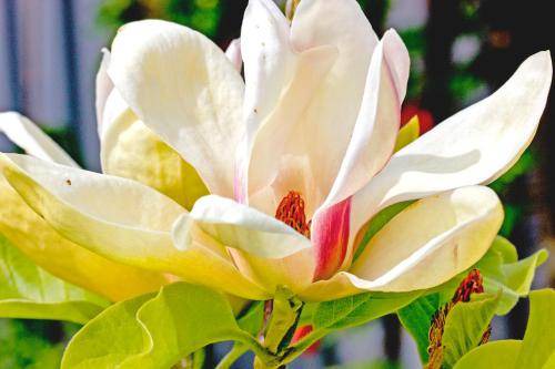 Blenheim Bed & Breakfast | Bed and breakfast ∙ 4 guests