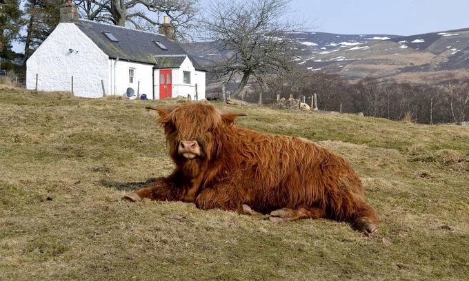 Kirriemuir Cottage | Cabin ∙ 2 bedrooms ∙ 4 guests