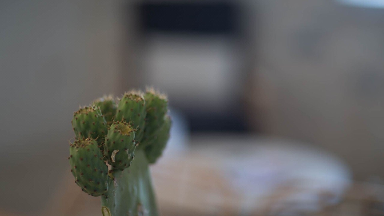 Photo of Bedroom in Areopoli