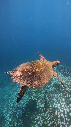 Photo of Others in Gili Gede