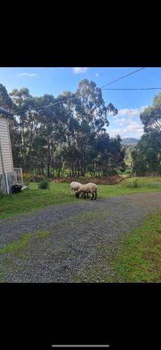 Photo of Others in Geeveston