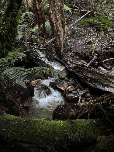 Photo of Others in Western Creek