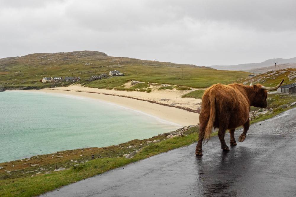 Photo of Others in Harris