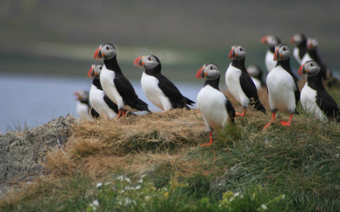 Photo of Others in Westfjords
