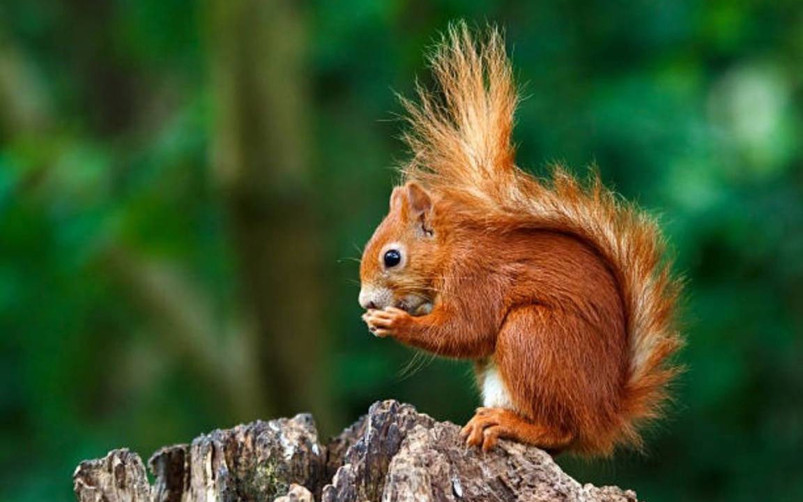 Photo of Others in Pitlochry