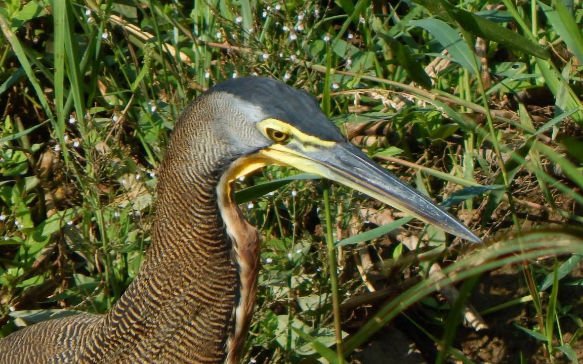 Photo of Others in Uvita