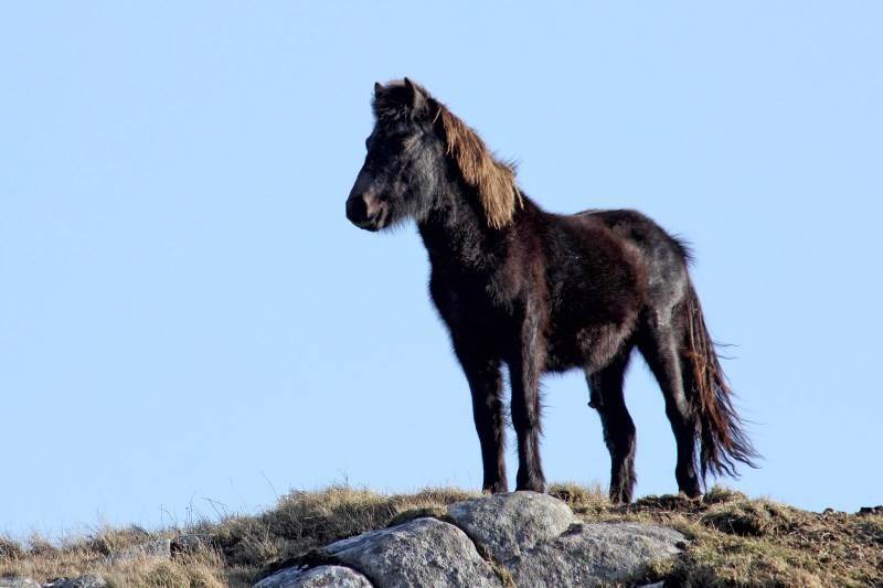 Photo of Others in Eriskay
