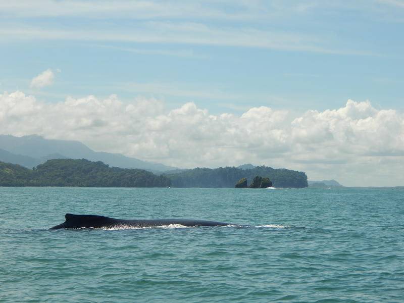 Photo of Others in Uvita